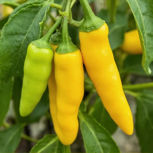 Hot wax peppers 15 Seeds