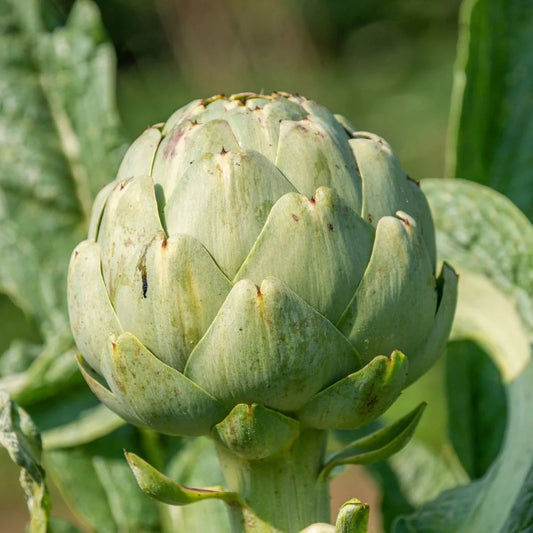 Artichoke 10 Seeds