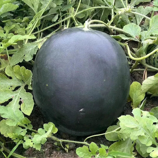 F1 Hybrid Round Watermelon 10 Seeds
