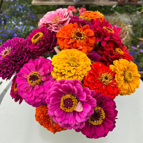 Zinnia California Giants Mix 20+ Seeds