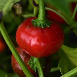 Peminto Peppers 10 Seeds