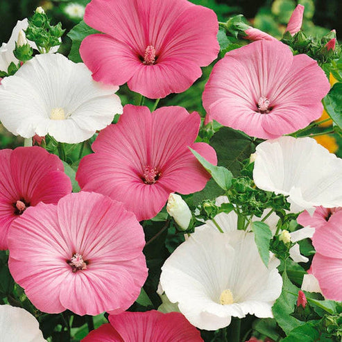 Lavatera Trimestris Mix 30+ Seeds
