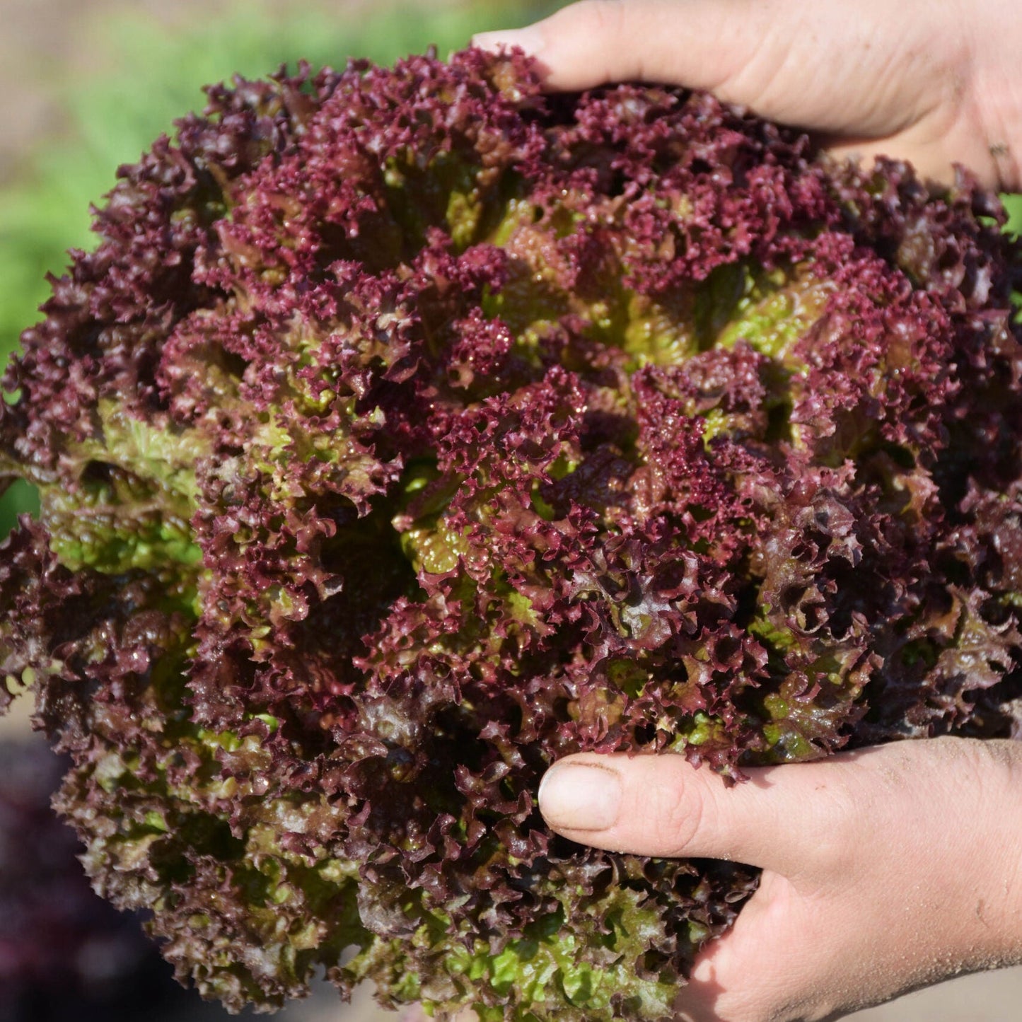 Red Lollo Lettuce 50+ Seeds