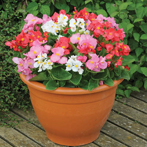 Begonia semperflorens Mix 50+ Seeds