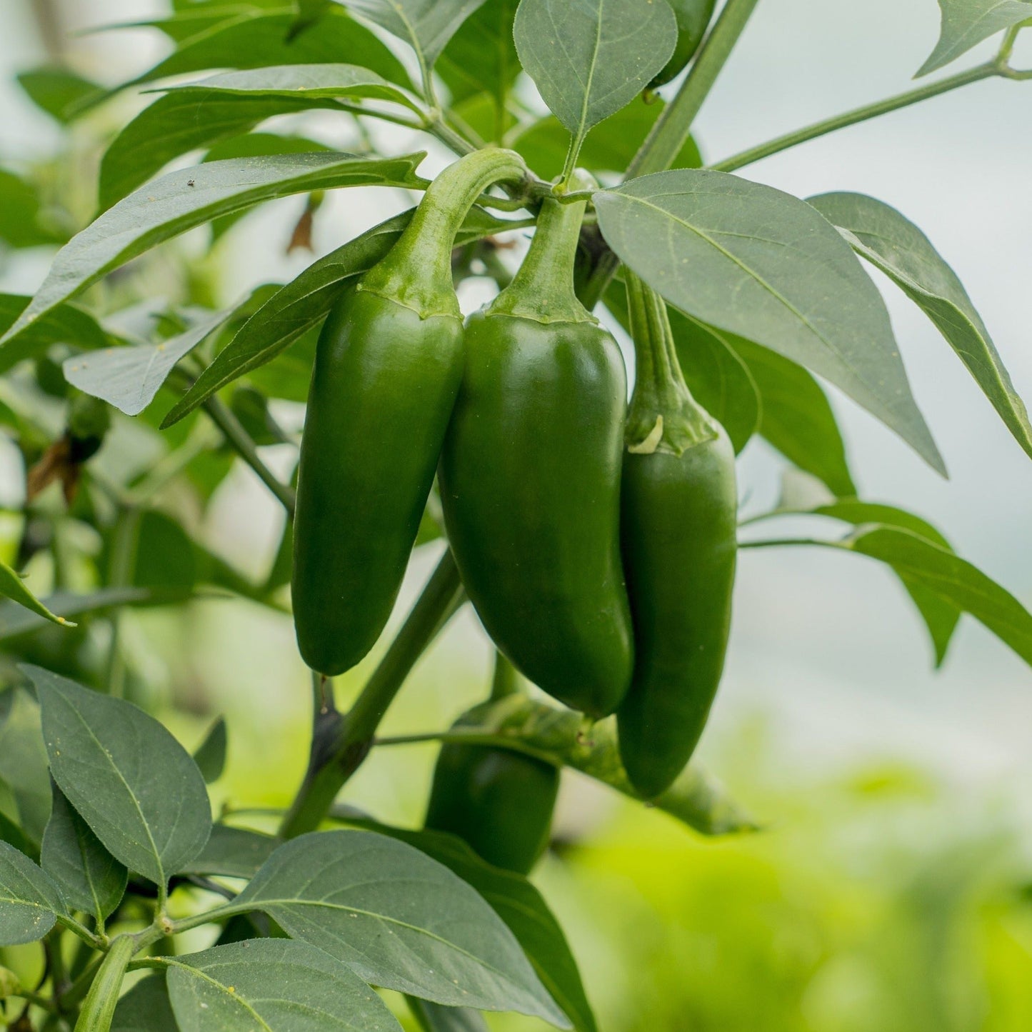 jalapeno 15 Seeds