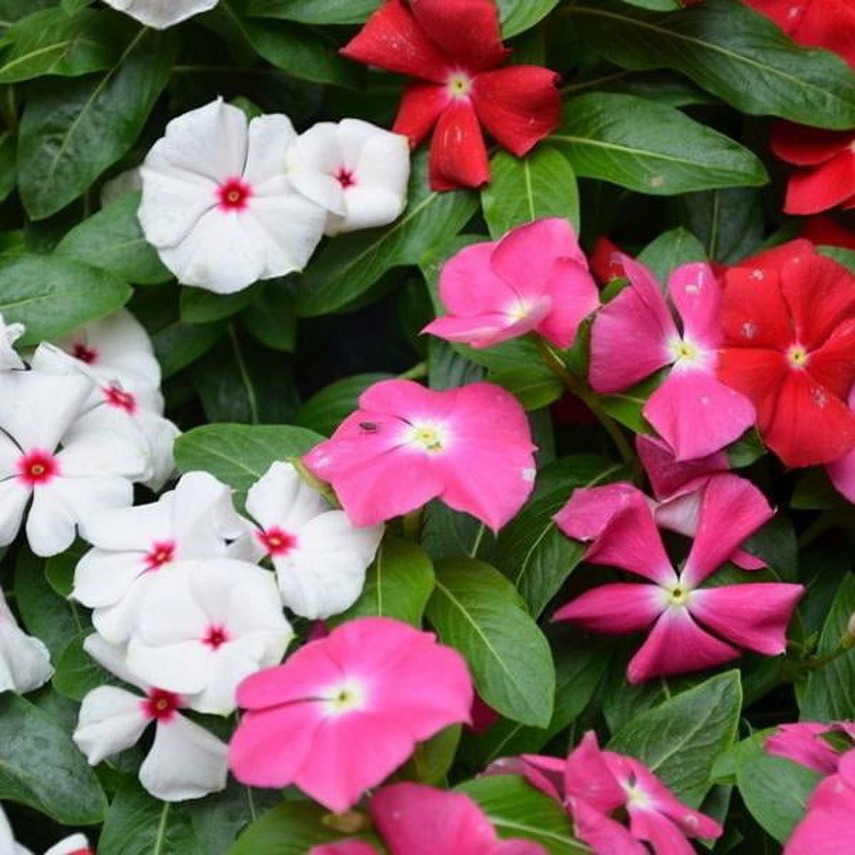 Vinca Tall Mix 20+ seeds