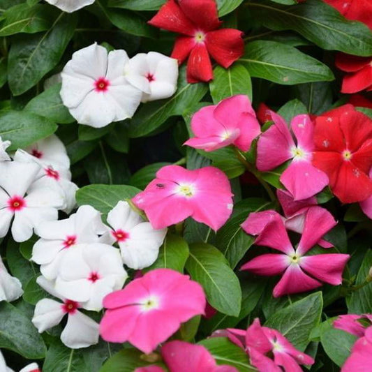Vinca Tall Mix 20+ seeds