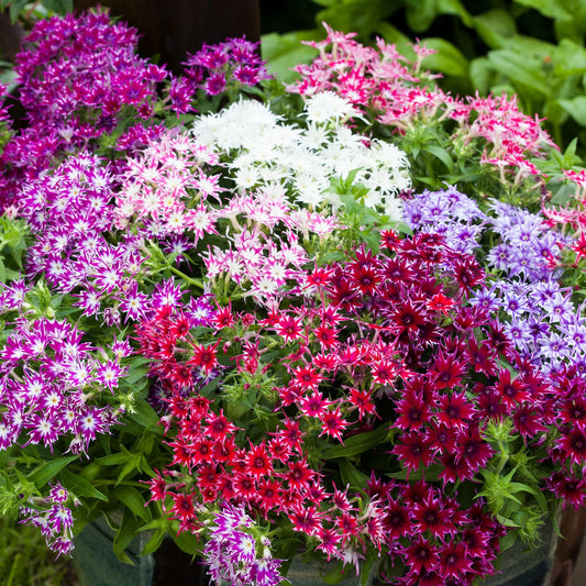 Imported Phlox Grandiflora 20+ Seeds
