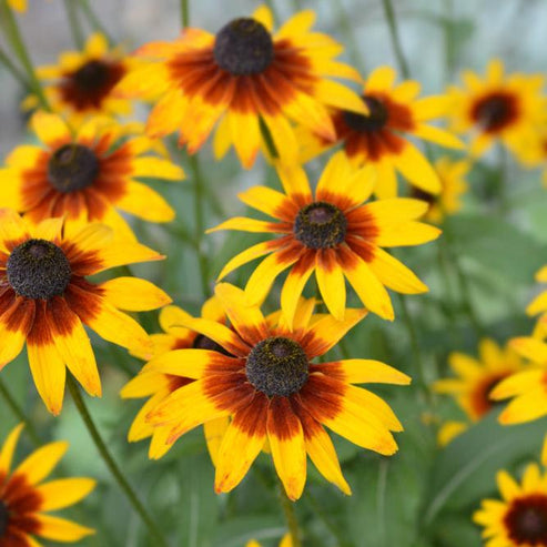 Rudbeckia Gloriosa Daisies Mix 50+ Seeds