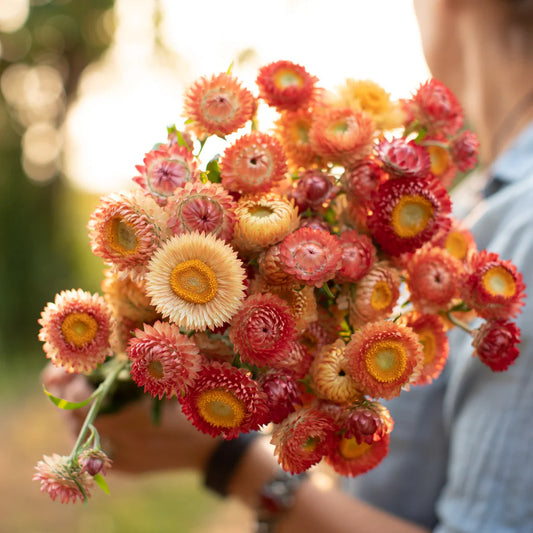 Imported Straw Flower 20+ Seeds