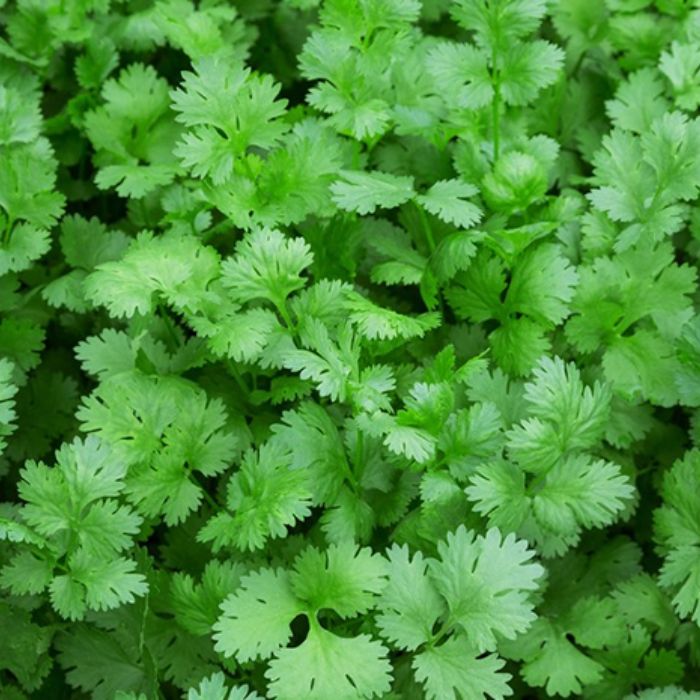 F1 Hybrid coriander 500+ Seeds