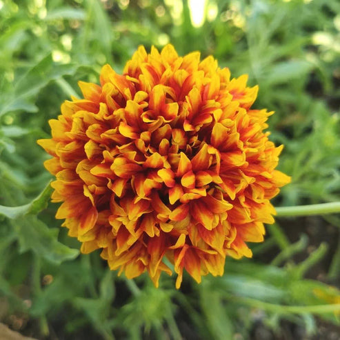 Gaillardia Sundance bicolor Dwarf 20+ Seeds