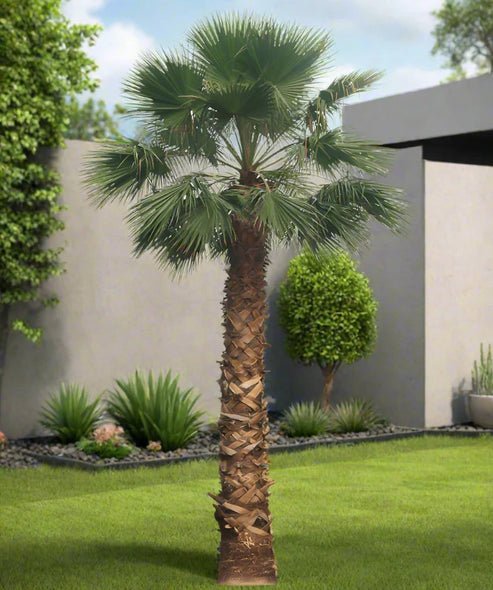 Mexican fan palm 5 Seeds