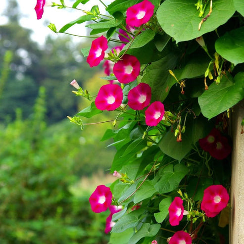 Morning Glory Scarlett O’Hara 15 Seeds