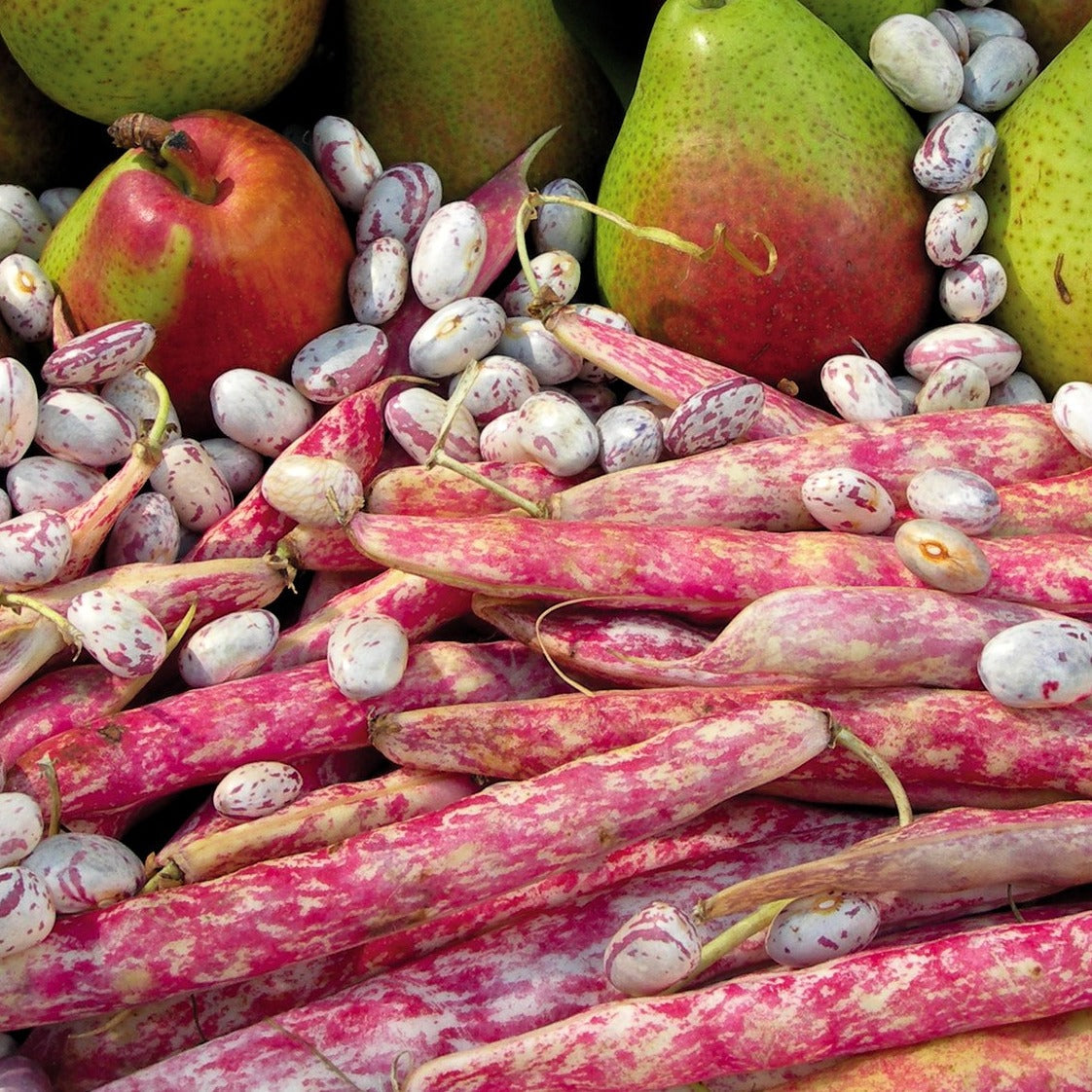 Red Pole Bean 10 Seeds