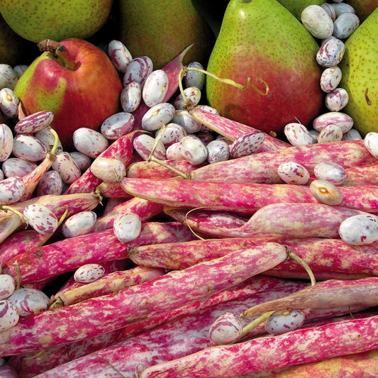 Red Pole Bean 10 Seeds