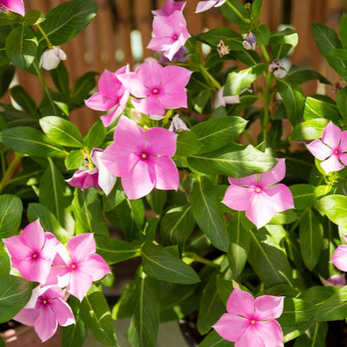 Vinca Soft Pink Dwarf 30+ Seeds