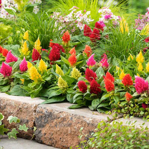 Celosia Pulmosa Dwarf Mix 50+ Seeds