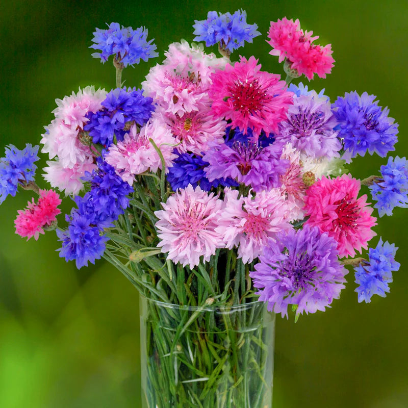 Imported Corn Flower Mix 20+Seeds