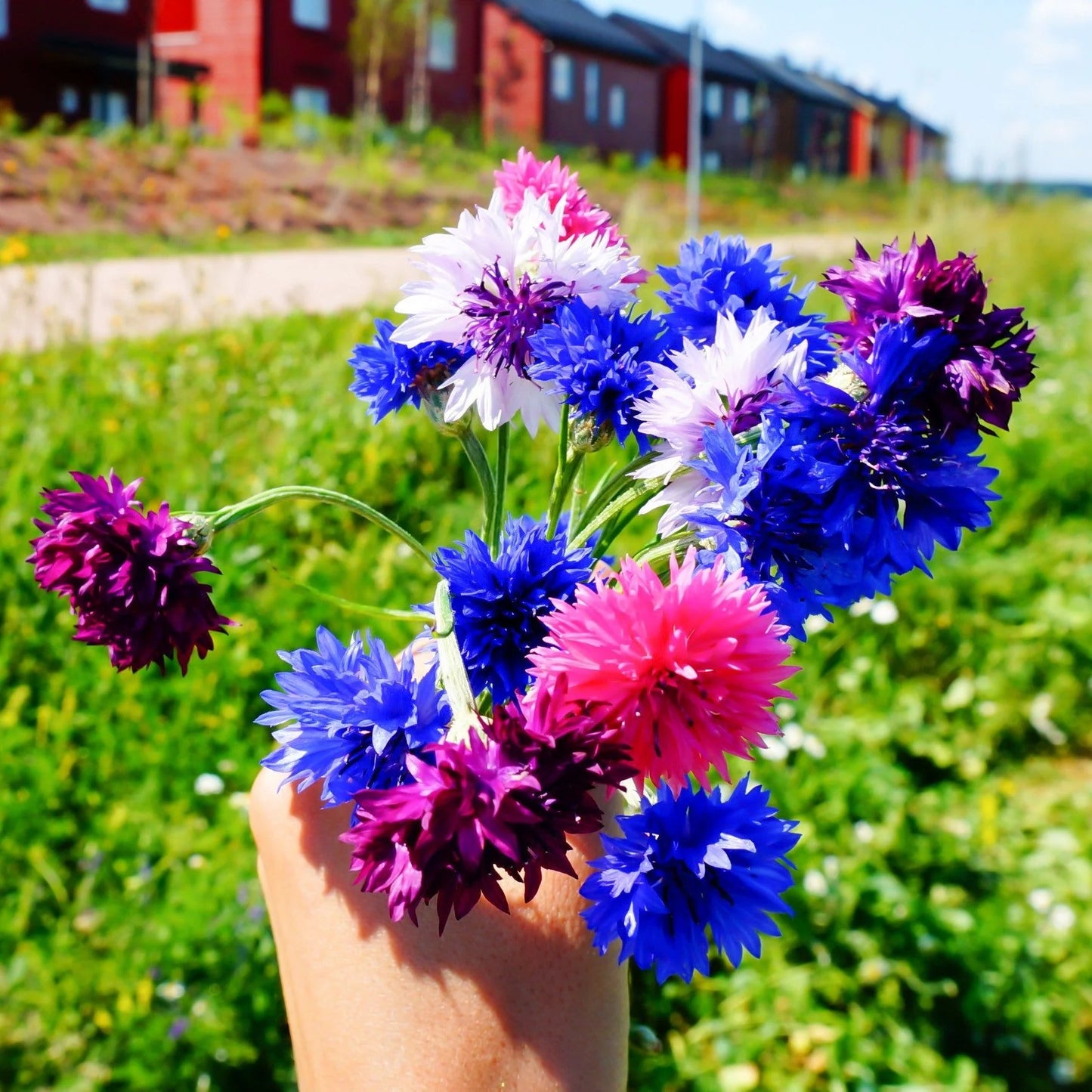 Imported Corn Flower Mix 20+Seeds