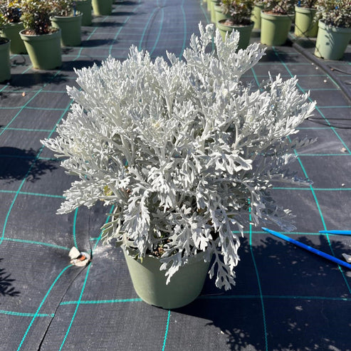 Silver Dust Dwarf 50+ Seeds