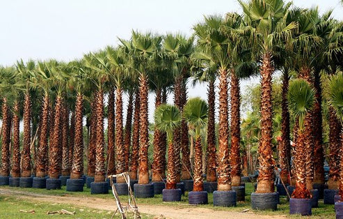 Mexican fan palm 5 Seeds