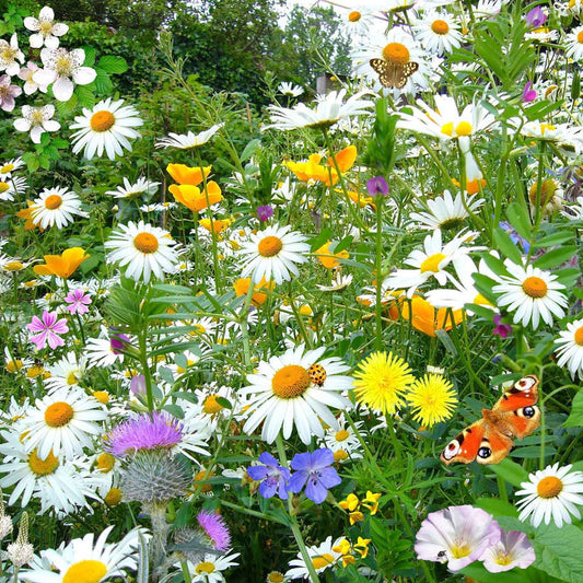 Shasta Daisy 30+ Seeds