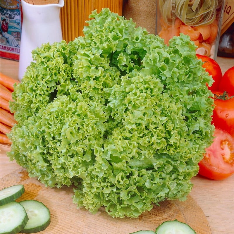 Green Lollo Lettuce 50+ Seeds