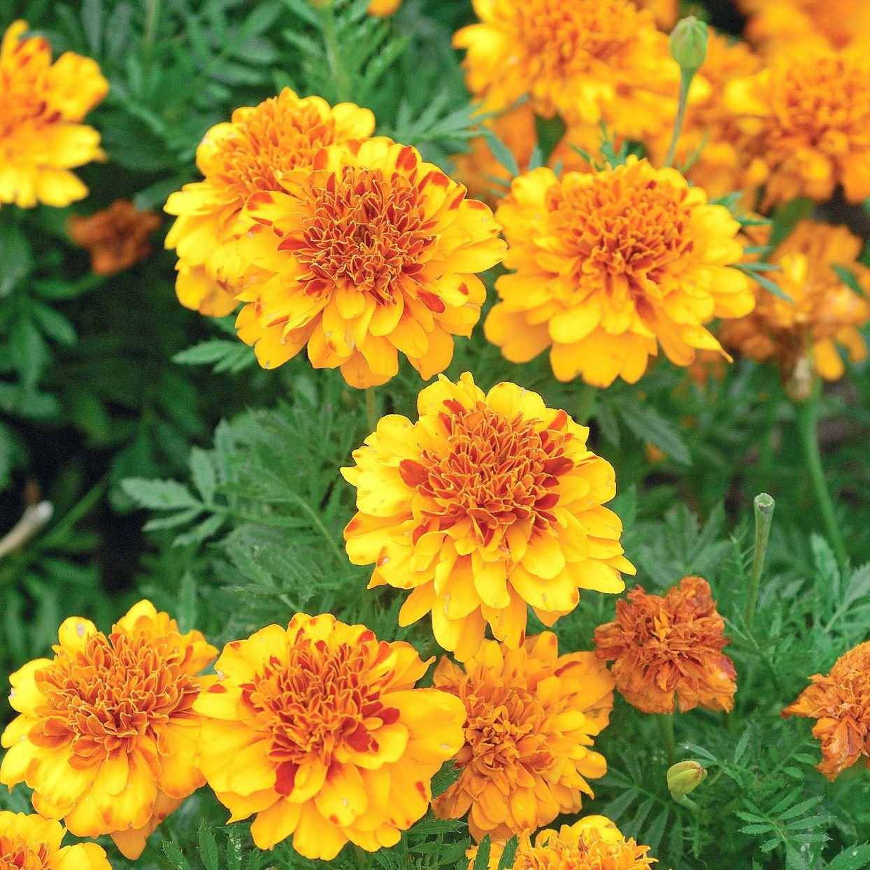 Imported French Marigold 20+ Seeds