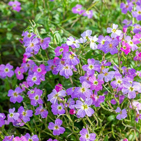 Virginian Stock Dwarf 30+ Seeds