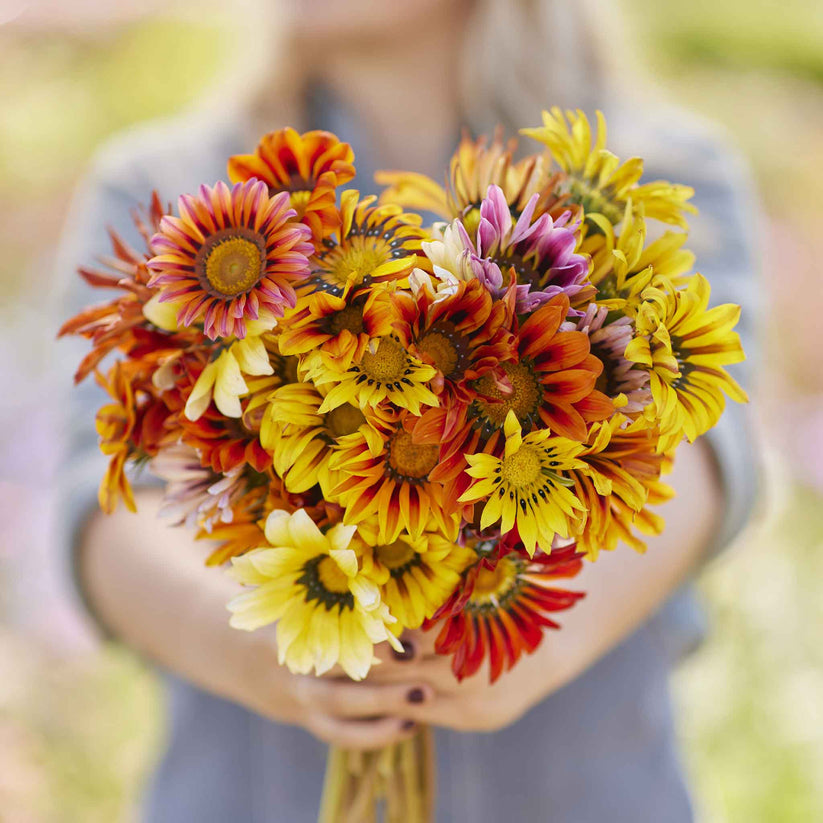 Gazania Sunshine 20+ Seeds