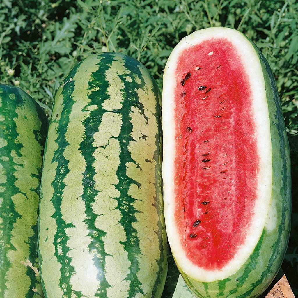 F1 Hybrid Big Sweet Watermelon 10 Seeds