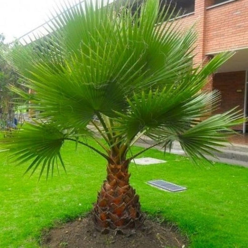 Mexican fan palm 5 Seeds