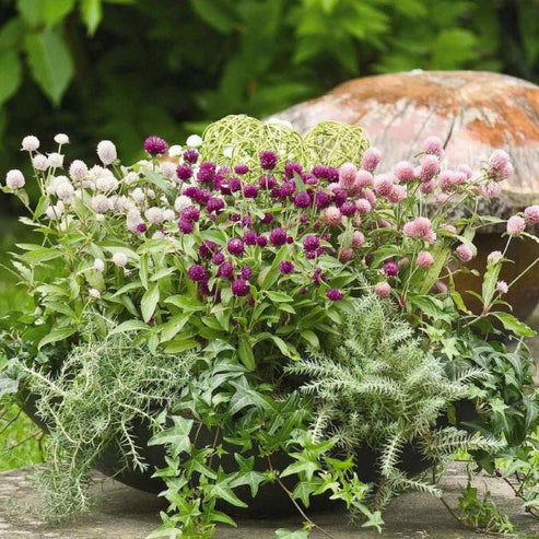 Gomphrena Formula Dwarf Mix 50+ Seeds