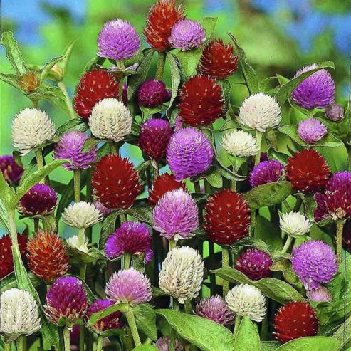Gomphrena Formula Dwarf Mix 50+ Seeds