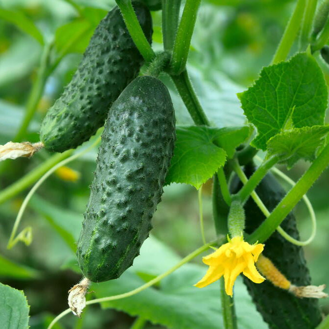 Pickle Cucumber 15 Seeds