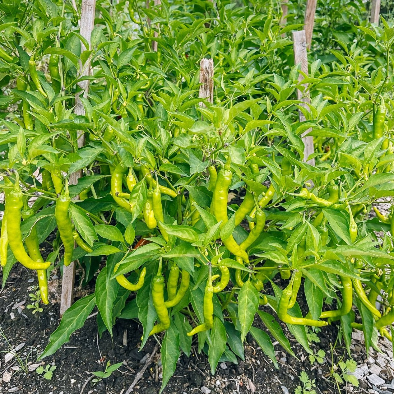 F1 Hybrid Green Chili 25 Seeds