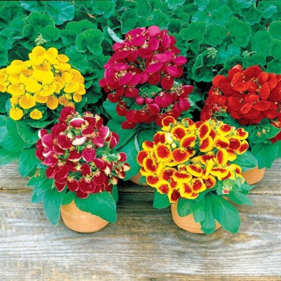 Slipper Flower Mix 200+ seeds