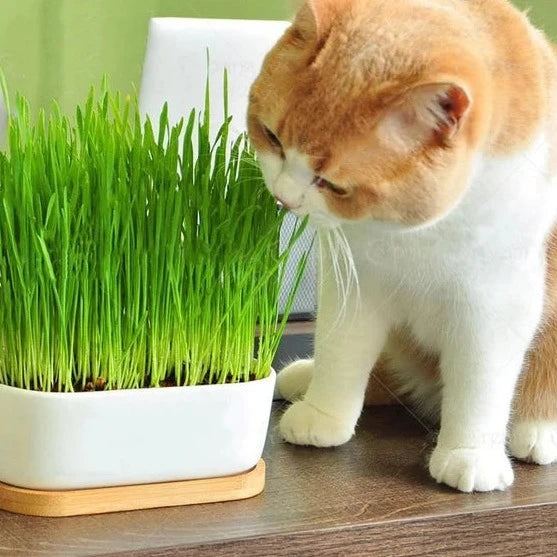 Cat Grass 50+ Seeds
