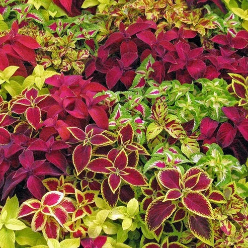 Coleus Rainbow Mix 50+ Seeds