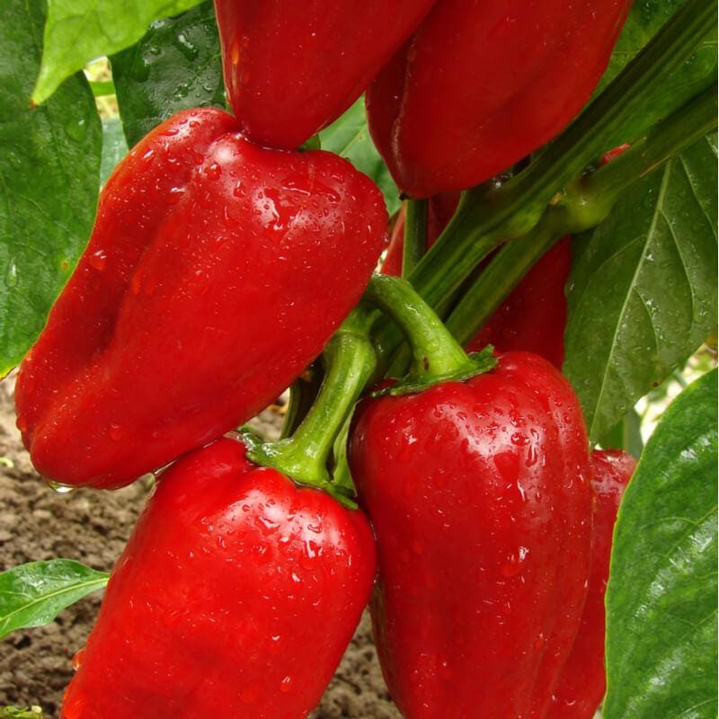 Papika peppers 15 Seeds