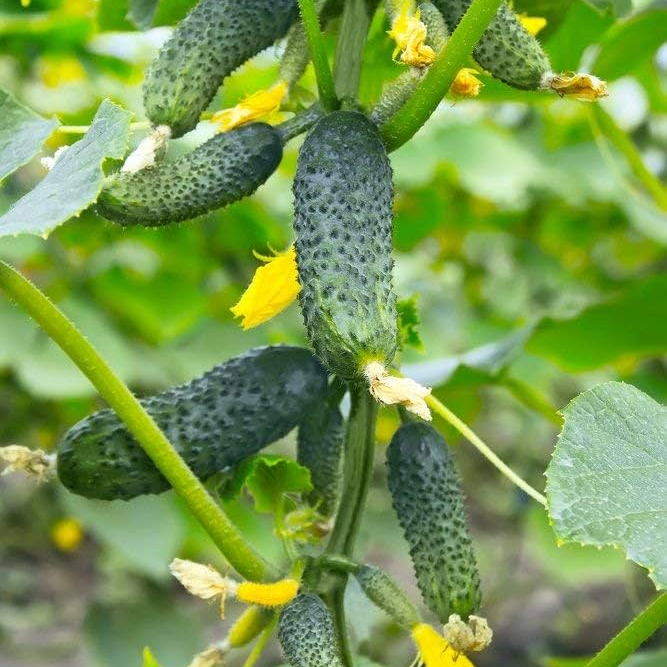 Pickle Cucumber 15 Seeds