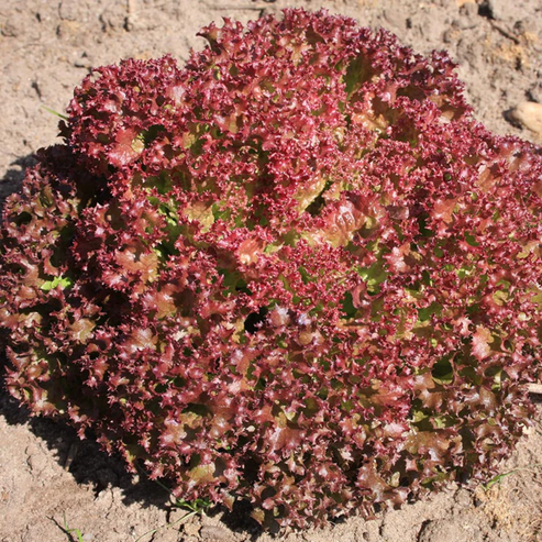 Red Lollo Lettuce 50+ Seeds – Capital Garden Center