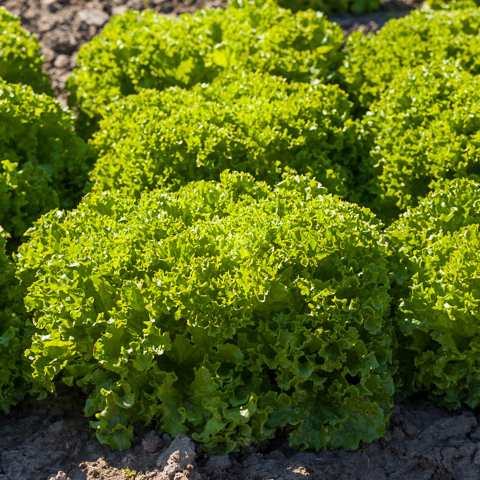 Green Lollo Lettuce 50+ Seeds
