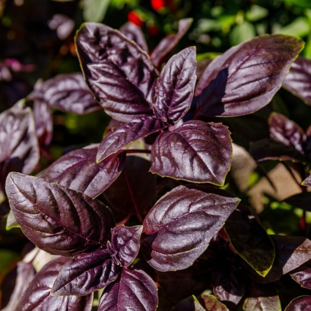 Purple Basil 40+ Seeds