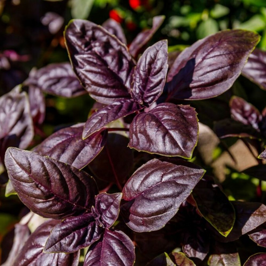 Purple Basil 40+ Seeds