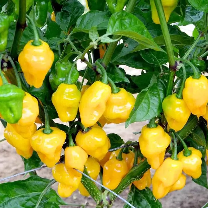 Yellow Habanero Peppers 10 Seeds