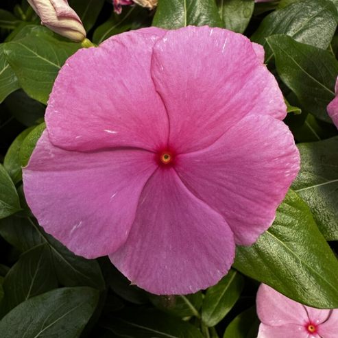 Vinca Soft Pink Dwarf 30+ Seeds