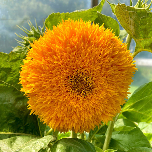 Sunflower Teddy Bear 15 Seeds