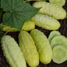 White Cucumber سفید کھیرا